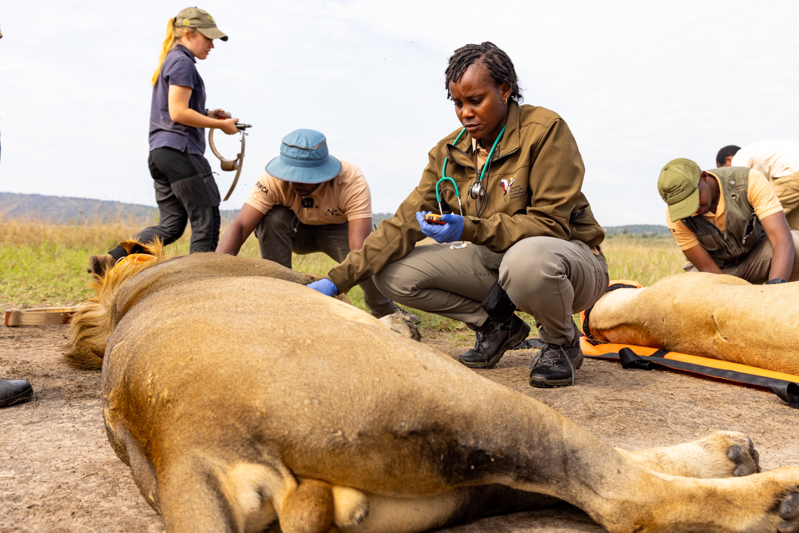Akagera National Park strengthens wildlife management with lion contraception and advanced tracking