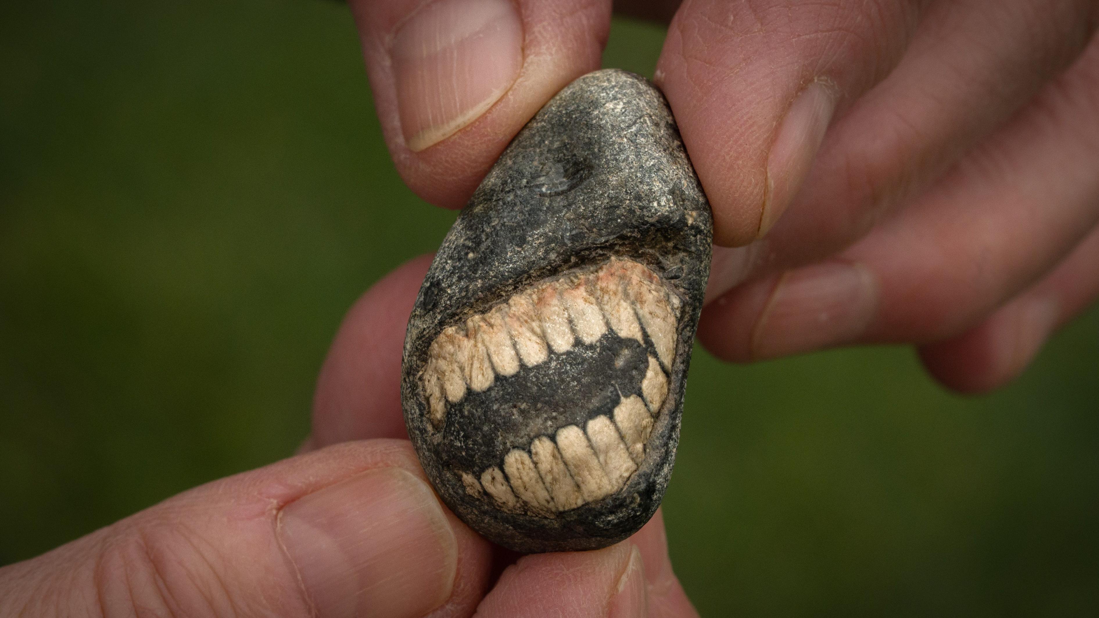 Amateur fossil hunter discovers rare ‘smiling’ specimen