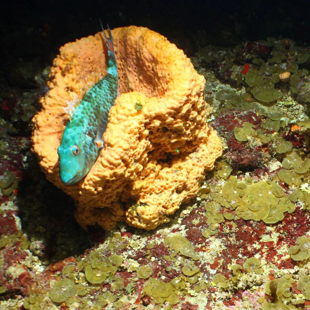 Scientists discover underwater mountain range and strange sea creatures in Caribbean islands