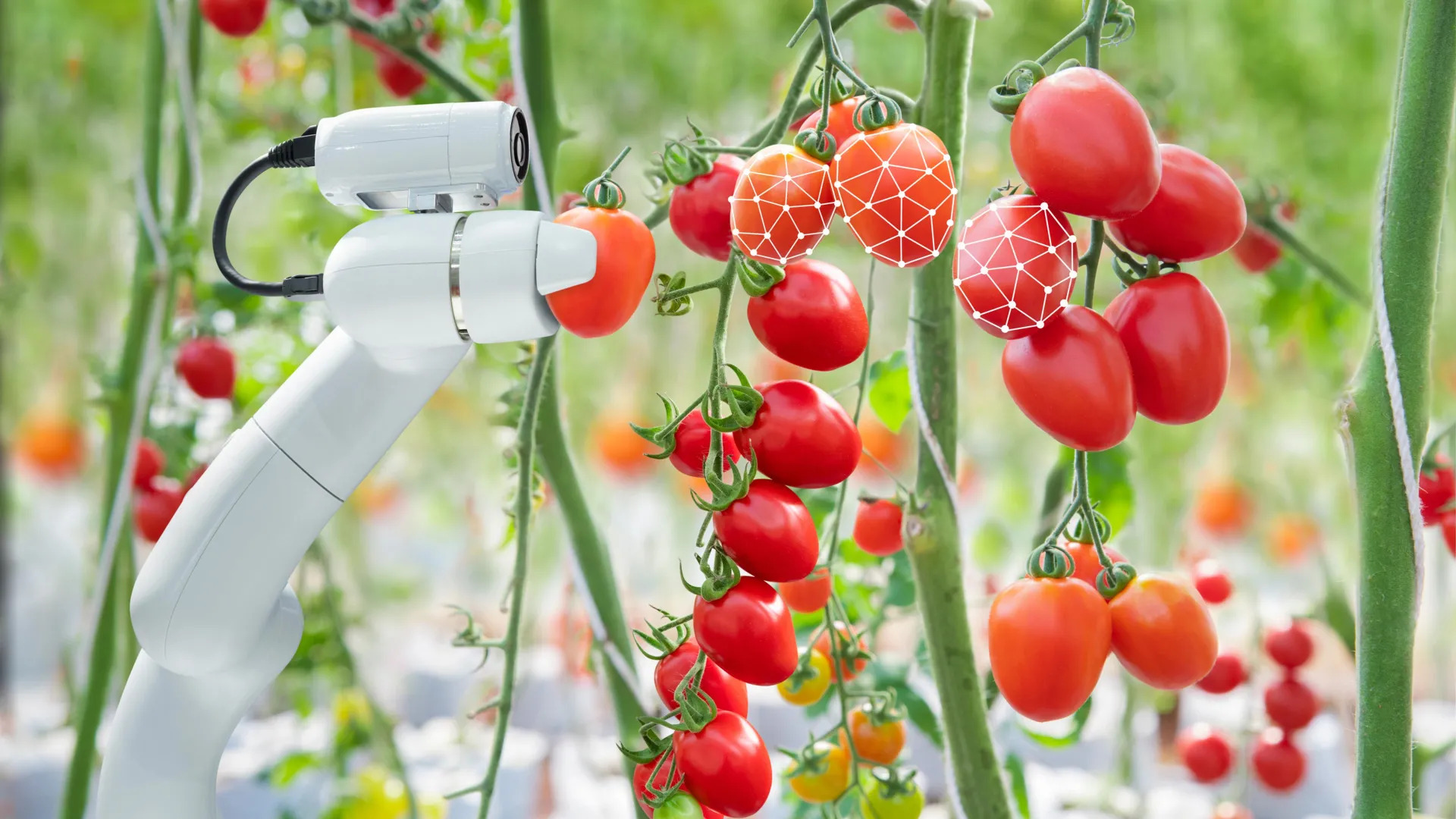 AI-powered robot revolutionises tomato harvesting with smarter, more efficient techniques