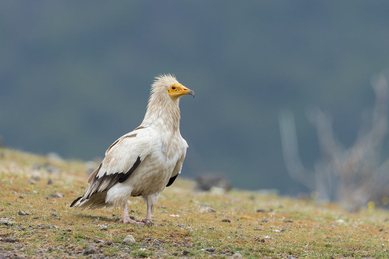 CMS COP15: What you need to know about upcoming migratory species conservation meeting