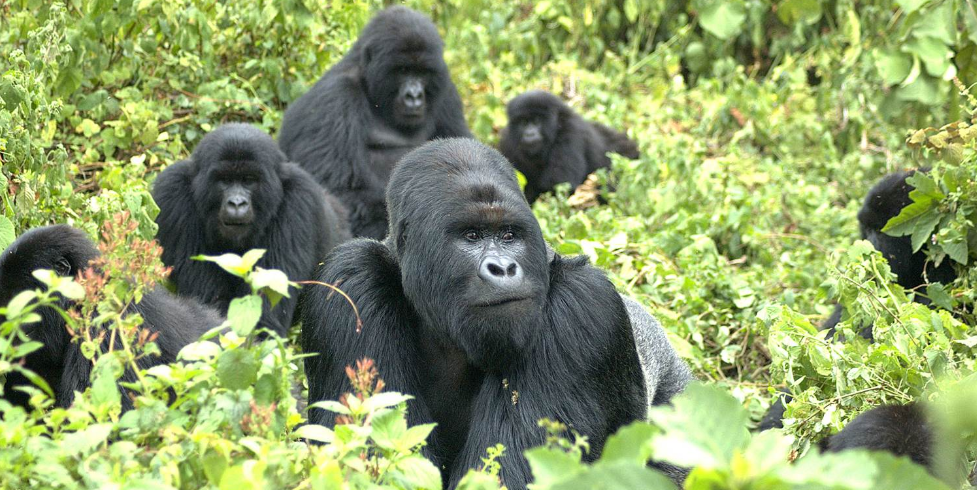 New Netflix documentary explores Rwanda’s mountain gorillas
