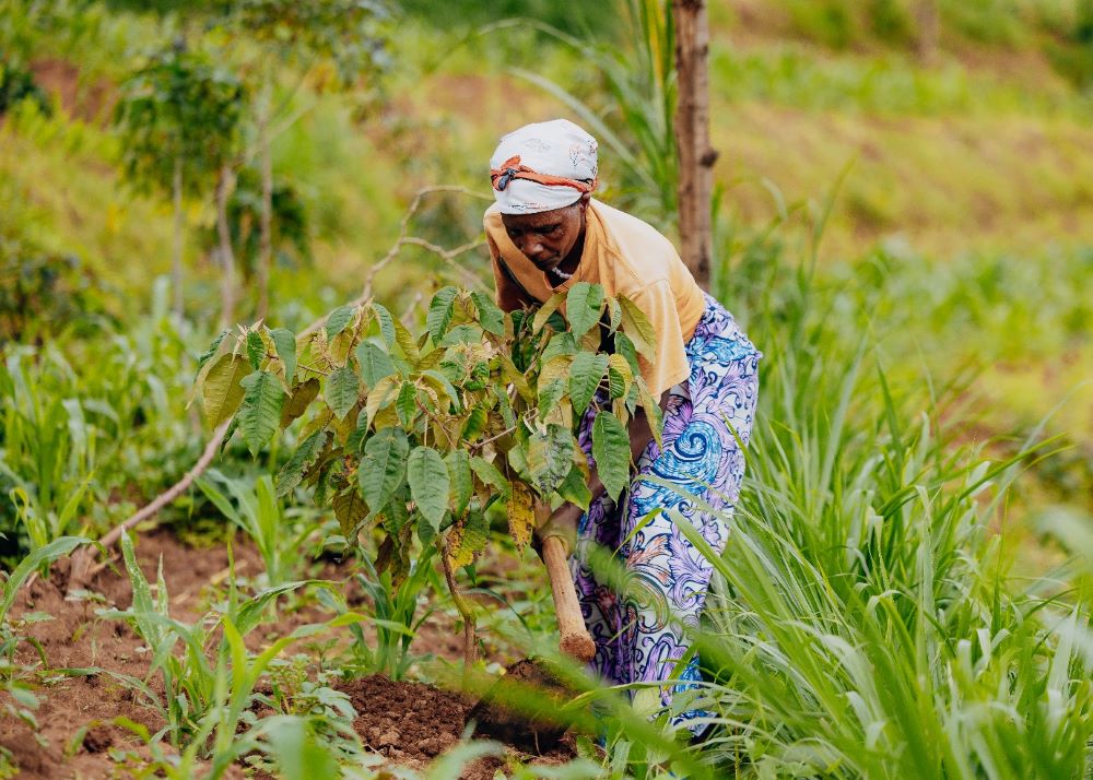 Landscape restoration in western Rwanda boosts farms and livelihoods