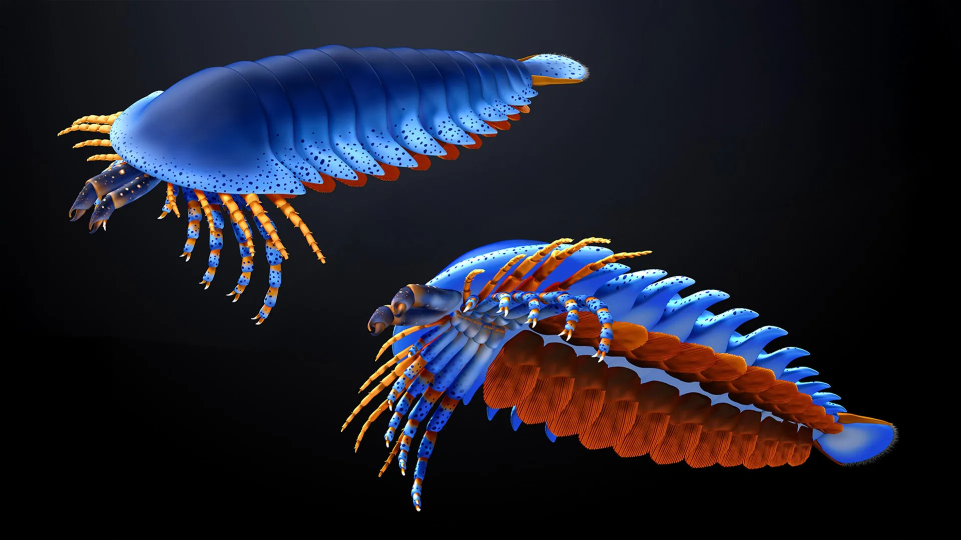 Tiny fossil claw uncovers  surprising  origins of  spiders