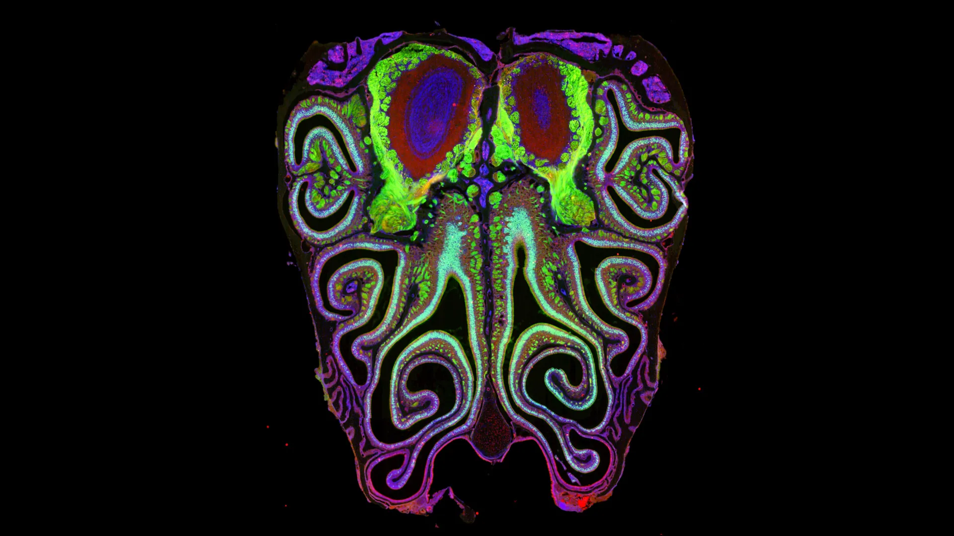 A concealed map within your nose may reveal how the sense of smell functions
