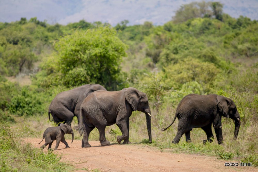 Akagera National Park generates over Rwf 1.9 billion in first quarter of 2026