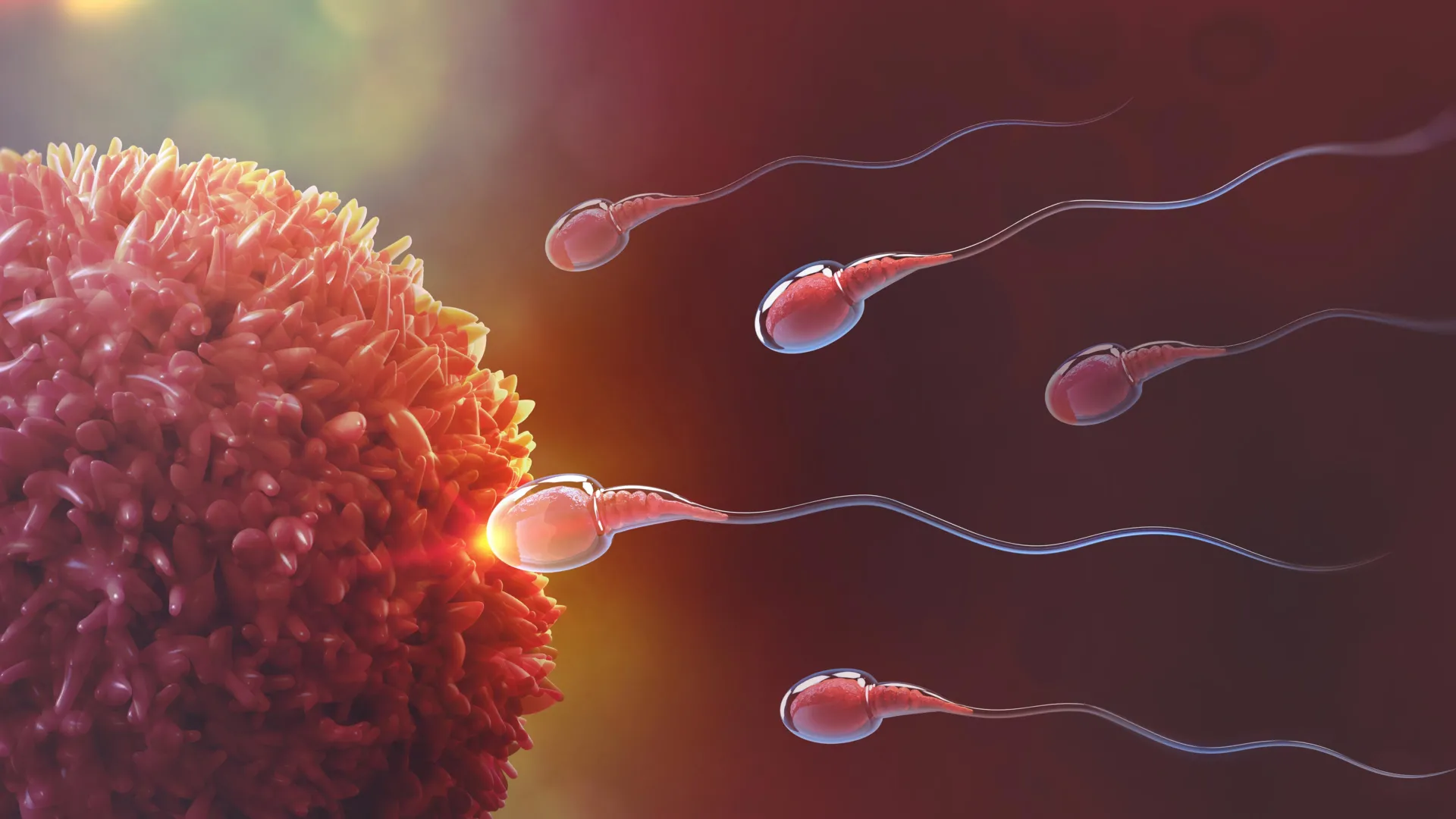 Researchers discover reversible male birth control that stops sperm production