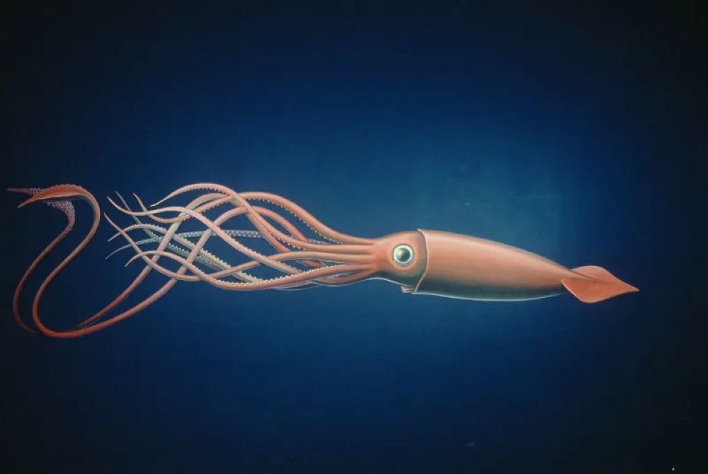 How Squid thrived in oceans after surviving earth’s deadliest extinction