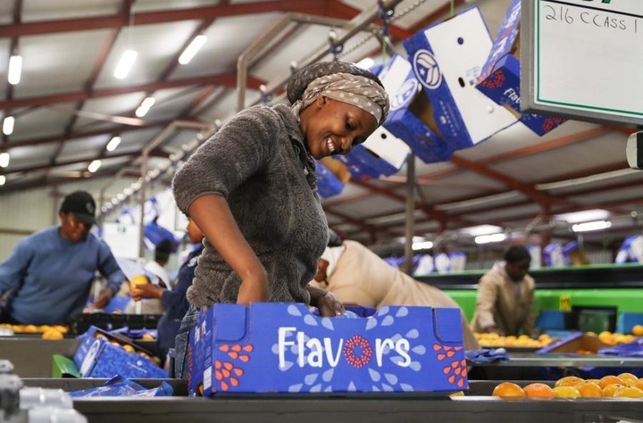 China’s zero-tariff policy to boost African export confidence, global trade stability, says industry leader