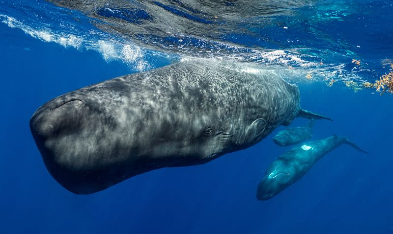 AI-powered underwater robot tracks sperm whale communication live
