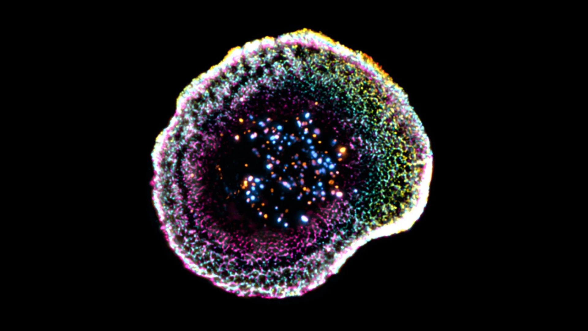 First-ever 3D view reveals exactly how killer T cells destroy cancer