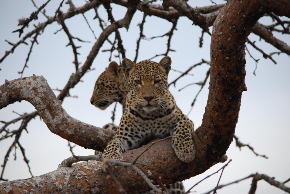 Akagera National Park launches comprehensive study on leopards
