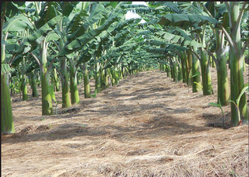What to know about Rwanda’s planned genetically modified crop research centre