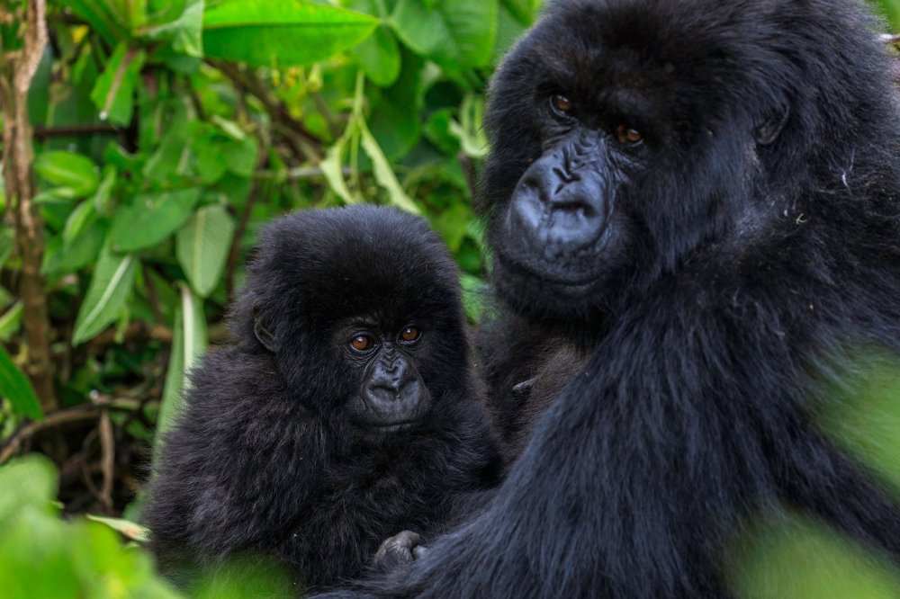 Rwanda announces date for 2026 baby gorilla naming ceremony
