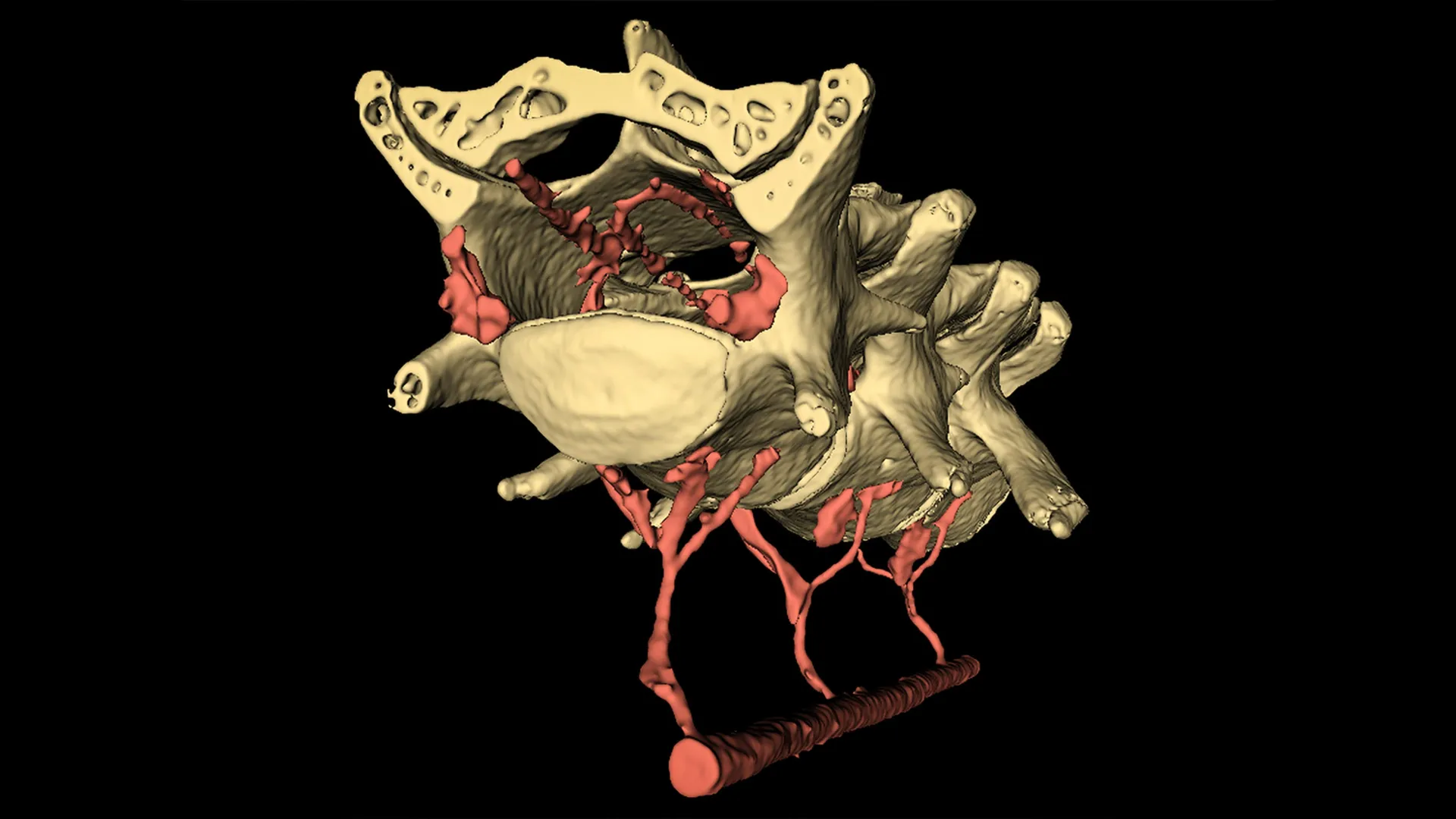 Study reveals link between physical motion and cerebrospinal fluid circulation