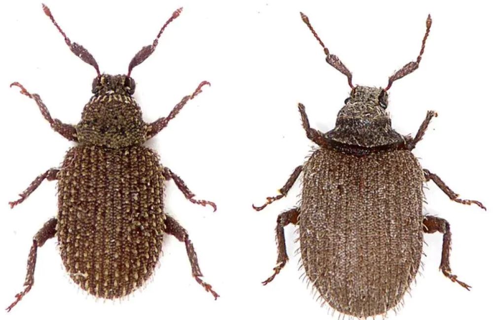 New insect species discovered in South Africa’s Richtersveld National Park