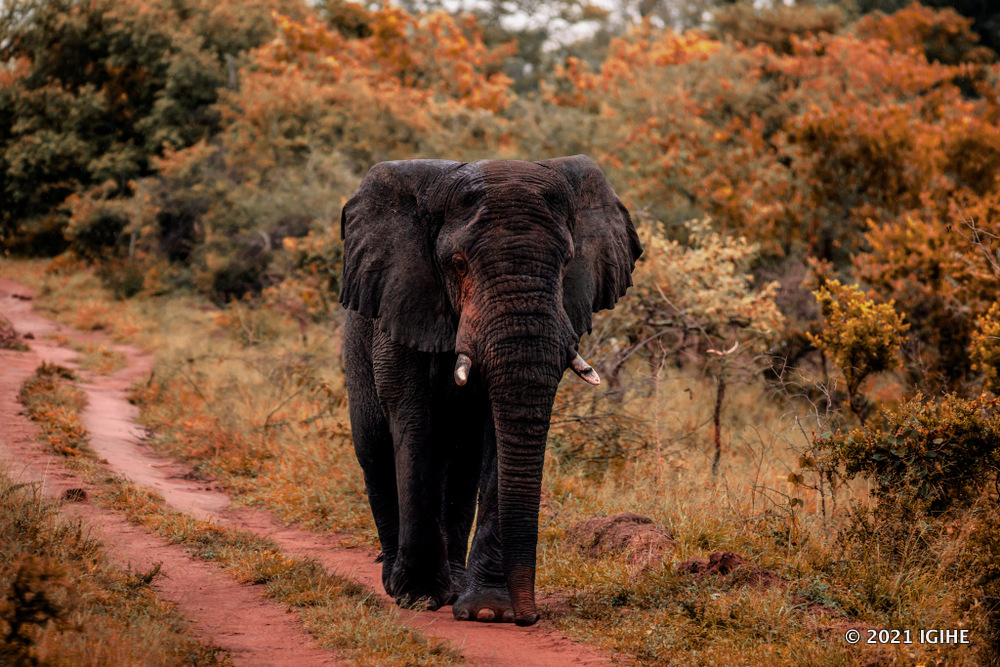 Akagera National Park receives nearly 60,000 visitors, generates $5 million in 2025