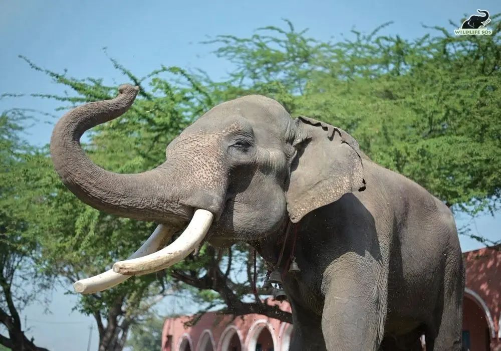 Injured elephant rescued after years of forced labor