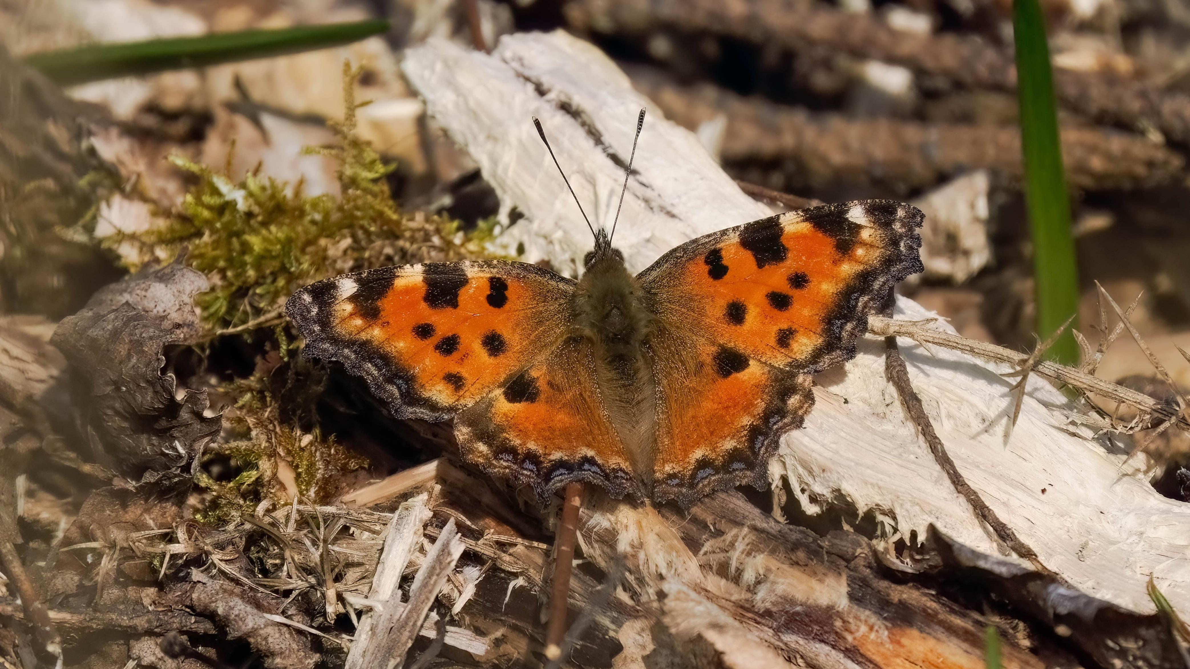 ‘Extinct’ butterfly reappears across southern England