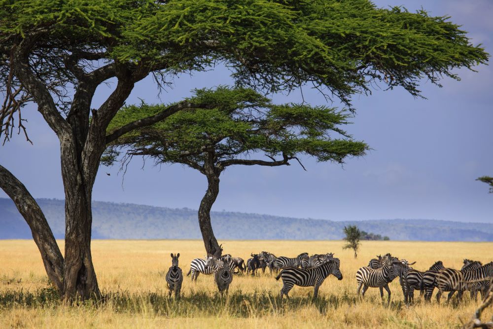 Tanzania to repair infrastructure damaged by heavy rains in Serengeti National Park