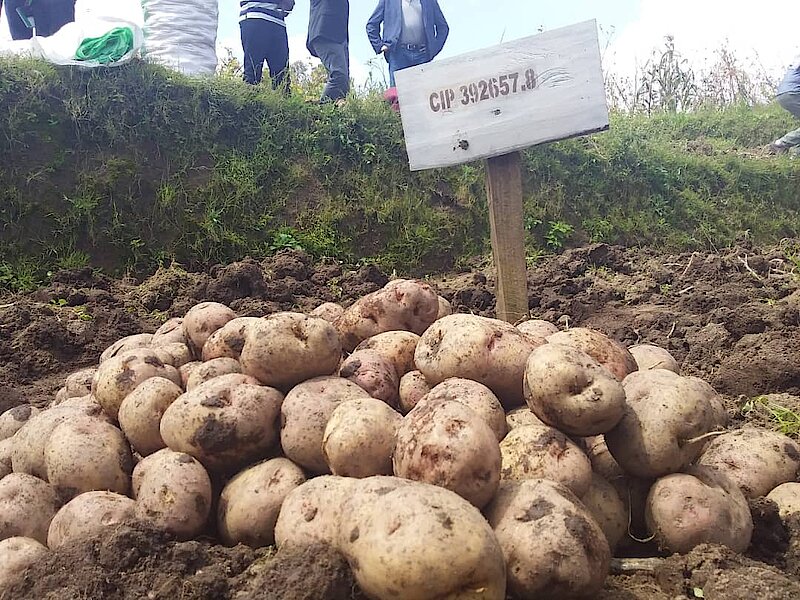 Rwanda saves Rwf 5 billion as local seed multiplication replaces imports