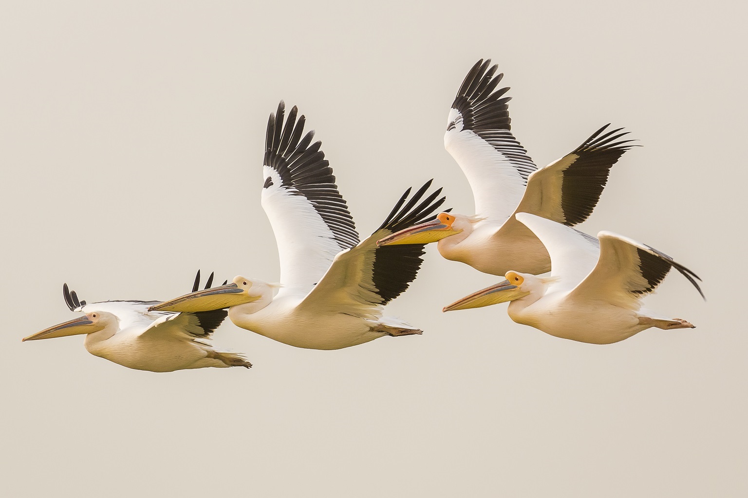 Migratory species in decline as habitat loss and avian flu threaten global populations