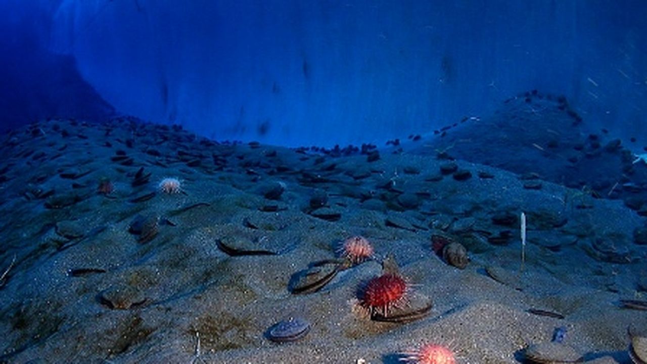 Deep-sea microbes may help oceans adapt to climate change, study finds