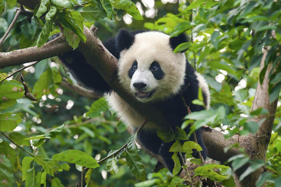 China’s key terrestrial wild animal, plant species see steady growth amid better ecological environment